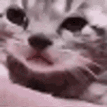 Sad Cry GIF - Sad Cry Cat GIFs