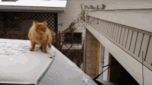 a cat is standing on top of a snow covered roof
