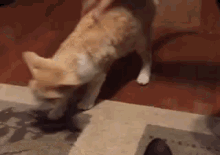 Archie Rolls GIF - Cat Cute Roll GIFs