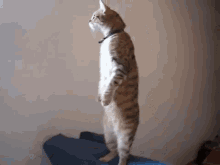 Did You See That?! GIF - Cat Stand Balance GIFs