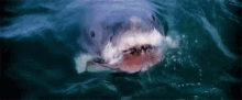 Sharks Jaws GIF