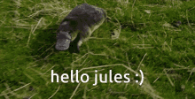 Hi Jules Hi GIF - Hi Jules Hi Jules GIFs