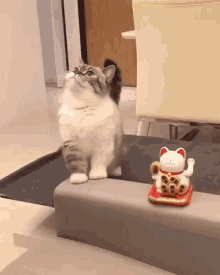 hello there cute animals lucky cat