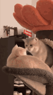 cute cat fight lick groom