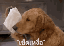 Tissue Dog GIF - Tissue Dog Golden Retriever GIFs