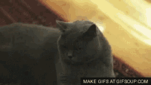 Cat Scrutiny GIF - Cat Scrutiny Im Judging You GIFs
