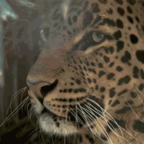 leopard growling