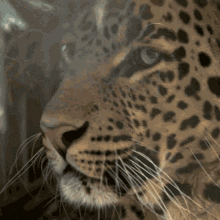 wild leopard
