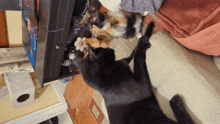 Moxxie Cat Fight GIF - Moxxie Cat Fight Cats GIFs