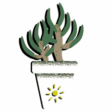 plants plant pots succulents small plants cactus
