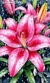 a close up of a pink flower with water drops on it and a caption that says @smwichna