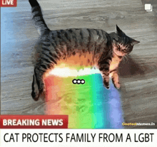 a cat is laying on the floor with a rainbow on its back