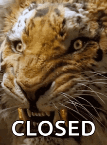 Dolittle Tiger GIF - Dolittle Tiger Animal GIFs