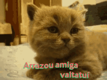 Arrazou Amiga Friend GIF - Arrazou Amiga Friend Cat GIFs