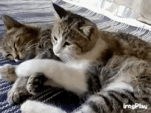 Cat Snuggle GIF - Cat Snuggle Sleep GIFs
