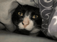 Funny Cat GIF - Funny Cat Rory GIFs
