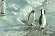 Pesky Pesky Penguins GIF