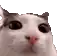 a close up of a cat 's face with big eyes and a red nose .