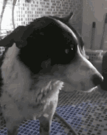 Cachorro Dog GIF - Cachorro Dog Smile GIFs