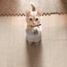 Please Kitty GIF - Please Kitty Cat GIFs