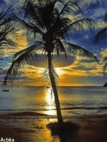 Natureza Ocean GIF - Natureza Ocean Palm Tree GIFs