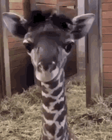Tongue Giraffe GIF - Tongue Giraffe Baby GIFs