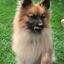 Pomeranian Cross German Spitz GIF - Dog Trick Highfive GIFs