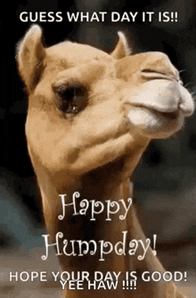 Humpday Wednesday GIF - Humpday Wednesday GIFs