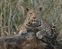 Mother And Cub GIF - Cheetahs Savage Kingdom Savage Kingdom Gi Fs GIFs