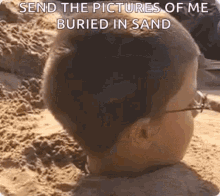 Buried In GIF - Buried In Sand GIFs