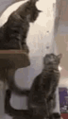 Stay Stay There GIF - Stay Stay There Cats GIFs