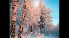 a snowy forest with trees covered in snow and the sun shining through the trees