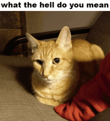 Angry as Heck Cat Meme