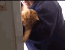 Cat Kidnapped GIF - Cat Kidnapped Help GIFs