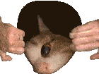 a close up of a cat 's face with two hands holding it