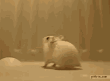 Backflip Hamster GIF
