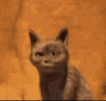 Cat Oops GIF - Cat Oops Drama GIFs