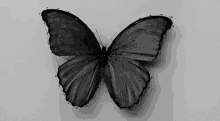 Butterfly GIF - Butterfly GIFs