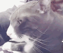 Cat Cats GIF - Cat Cats Cat What GIFs