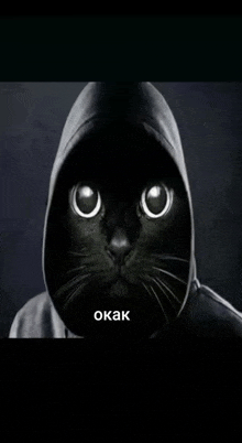 a black cat is wearing a hoodie with a hood on its head and is looking at the camera .