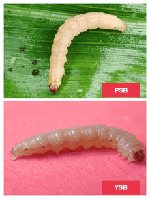 a close up of a caterpillar with a red label that says psb