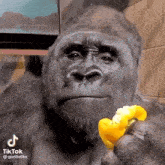 Gorilla Reaction Shocked GIF