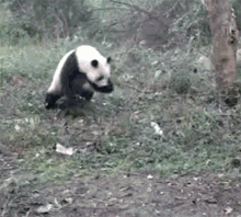 Panda Bear GIF - Panda Bear Fail GIFs