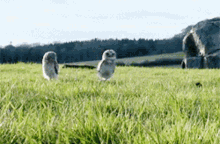 Running Pigmy GIF - Running Pigmy Owl GIFs