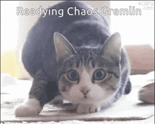 a cat is crawling on the floor with the words readying chaos gremlin written above it .