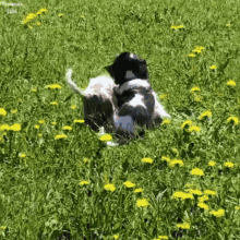 Puppies Field Of Flowers GIF - Puppies Field Of Flowers Nature GIFs