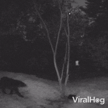 A Bear Appeared In The Yard Viralhog GIF - A Bear Appeared In The Yard Bear Viralhog GIFs