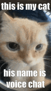 Voice Chat The Cat Vc Cat GIF
