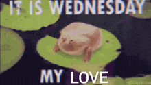 It Is Wednesday My Love Frog GIF