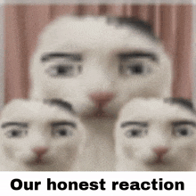 Our Honest Reaction Manfacecat GIF